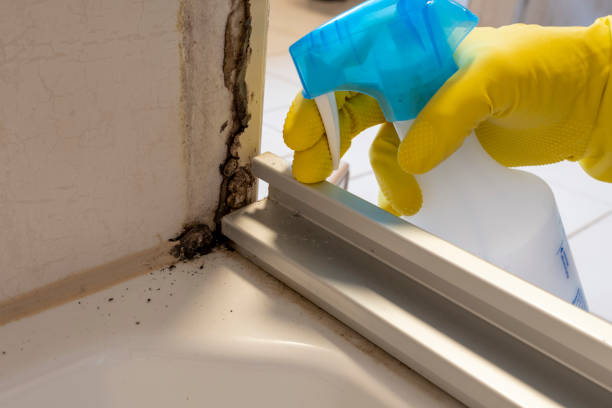 Best Fast Mold Removal  in Swanton, OH