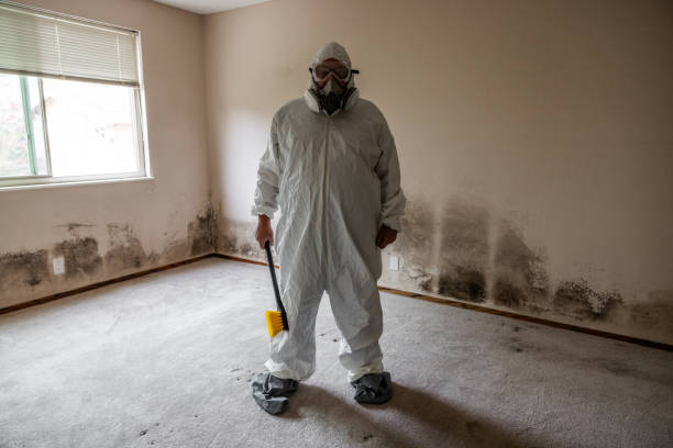 Mold Removal and Inspection in Swanton, OH